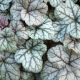 Żurawka 'Cinnabar Silver' - Heuchera Cinnabar Silver